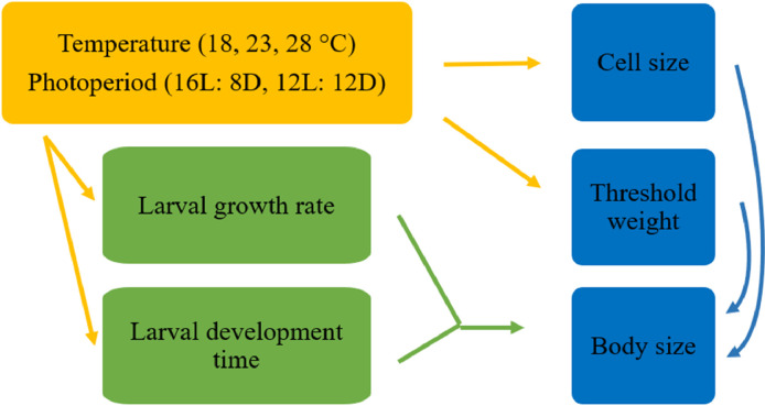 Influence of photoperiod on thermal responses in body size, growth and development in Lycaena phlaeas (Lepidoptera: Lycaenidae)