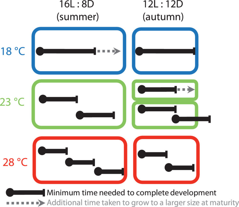 Influence of photoperiod on thermal responses in body size, growth and development in Lycaena phlaeas (Lepidoptera: Lycaenidae)