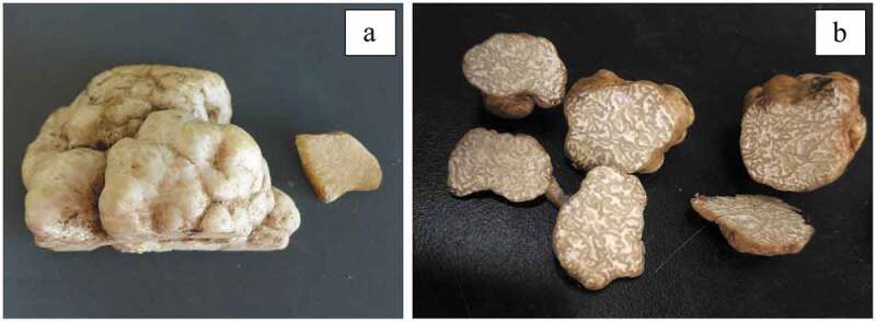 Ethnobiological notes and volatile profiles of two rare Chinese desert truffles.