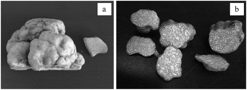 Ethnobiological notes and volatile profiles of two rare Chinese desert truffles.