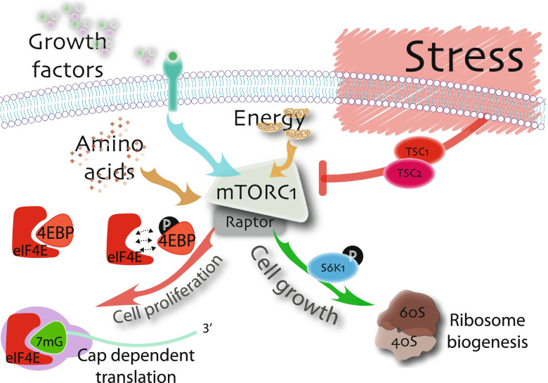 Muscle stem cell adaptations to cellular and environmental stress.