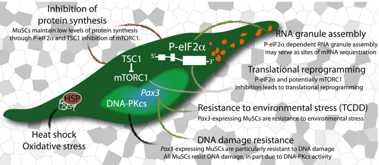 Muscle stem cell adaptations to cellular and environmental stress.