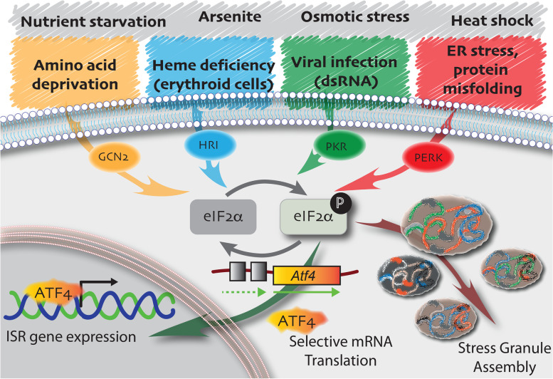 Muscle stem cell adaptations to cellular and environmental stress.