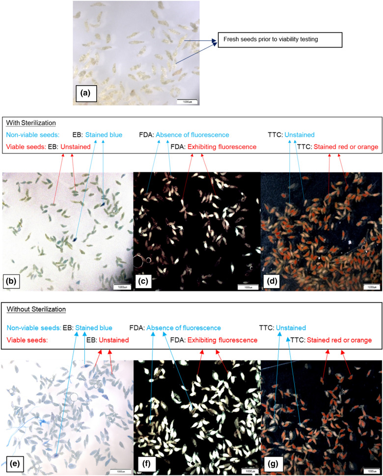 Seed viability testing for research and conservation of epiphytic and terrestrial orchids.