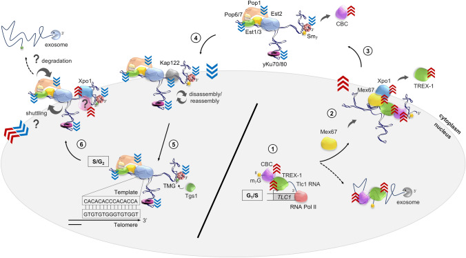 Maturation and shuttling of the yeast telomerase RNP: assembling something new using recycled parts.