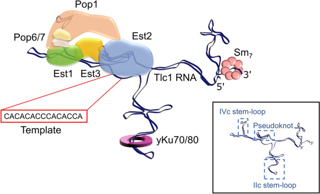 Maturation and shuttling of the yeast telomerase RNP: assembling something new using recycled parts.