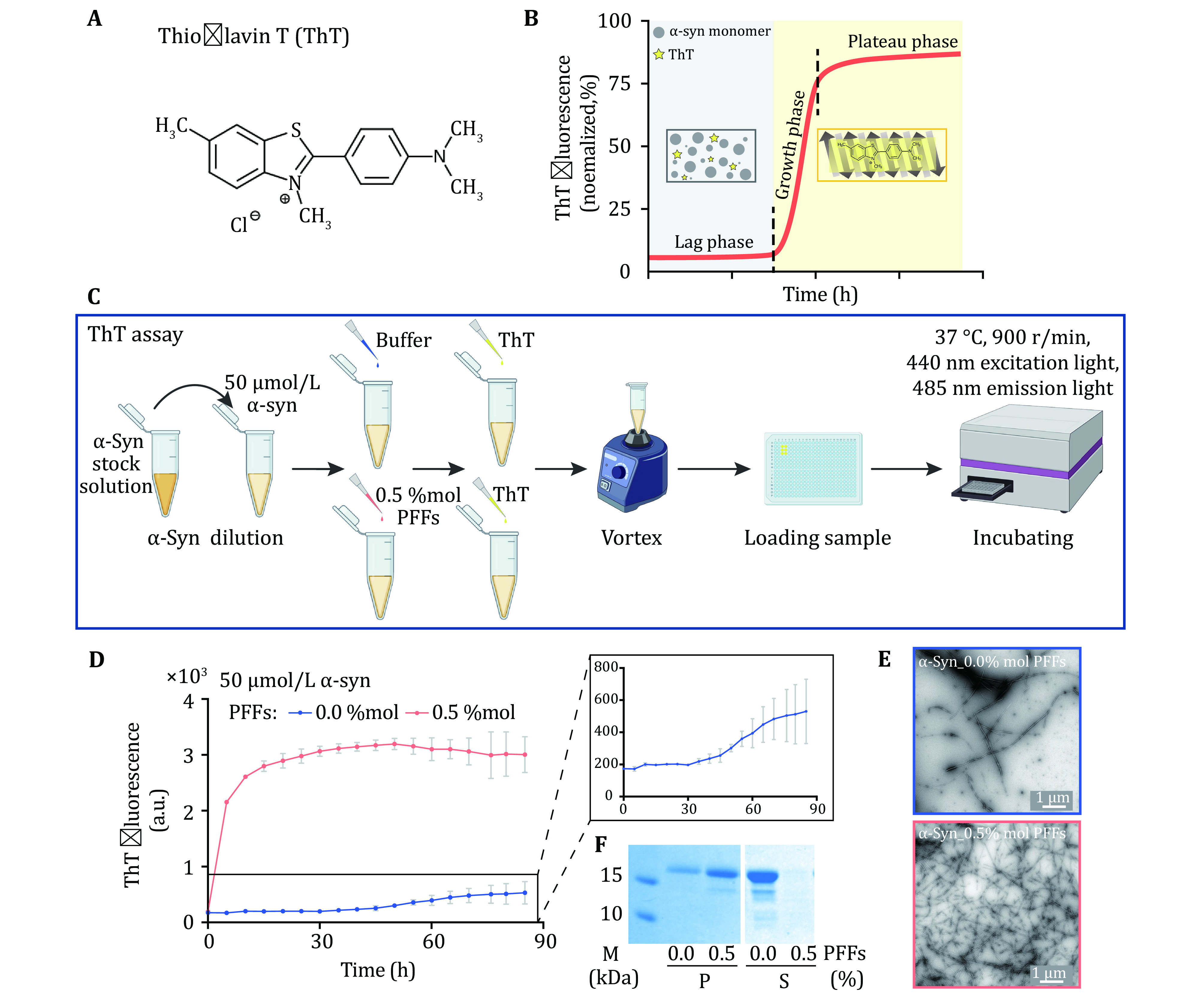 Biochemical and biophysical characterization of pathological aggregation of amyloid proteins.