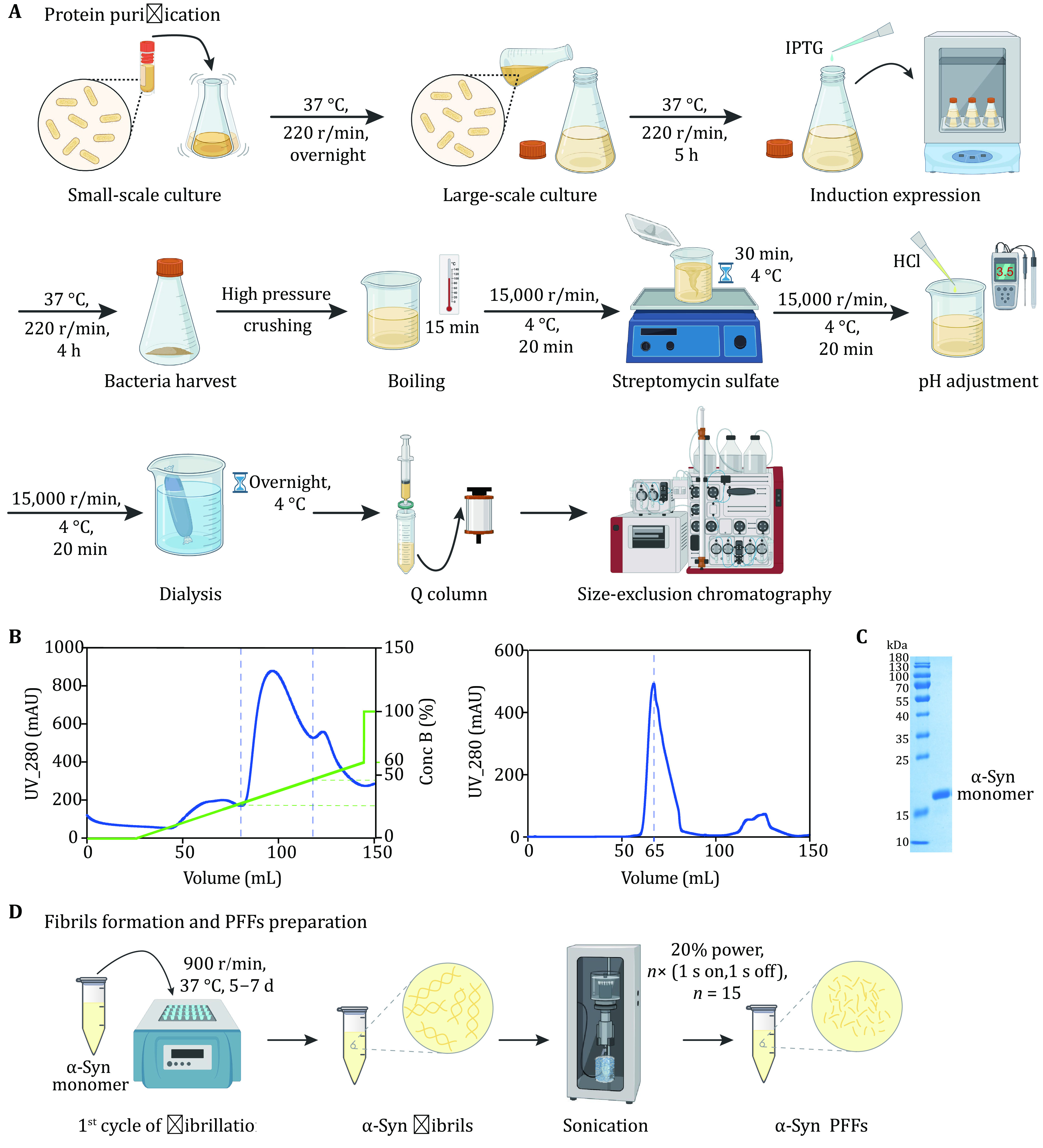 Biochemical and biophysical characterization of pathological aggregation of amyloid proteins.