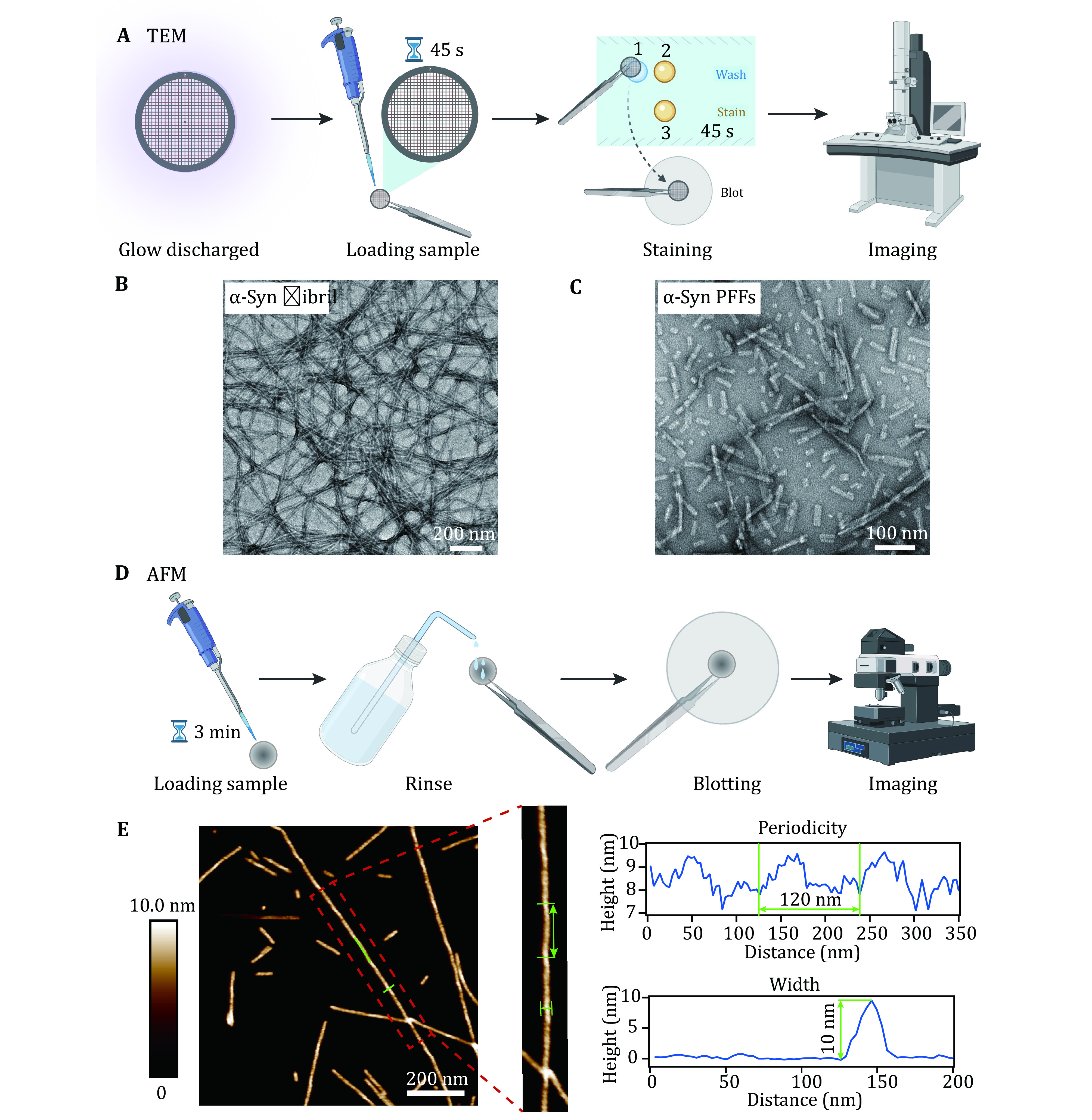 Biochemical and biophysical characterization of pathological aggregation of amyloid proteins.