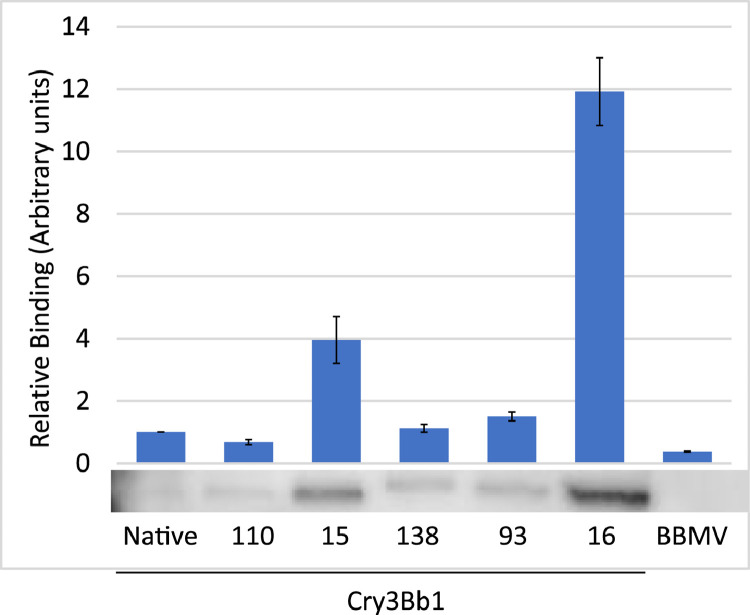 Engineering of Cry3Bb1 provides mechanistic insights toward countering western corn rootworm resistance