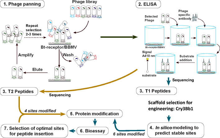 Engineering of Cry3Bb1 provides mechanistic insights toward countering western corn rootworm resistance