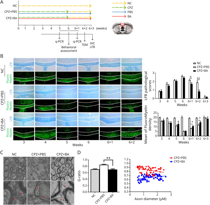 Baicalin Promotes CNS Remyelination via PPARγ Signal Pathway.