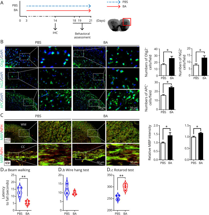 Baicalin Promotes CNS Remyelination via PPARγ Signal Pathway.