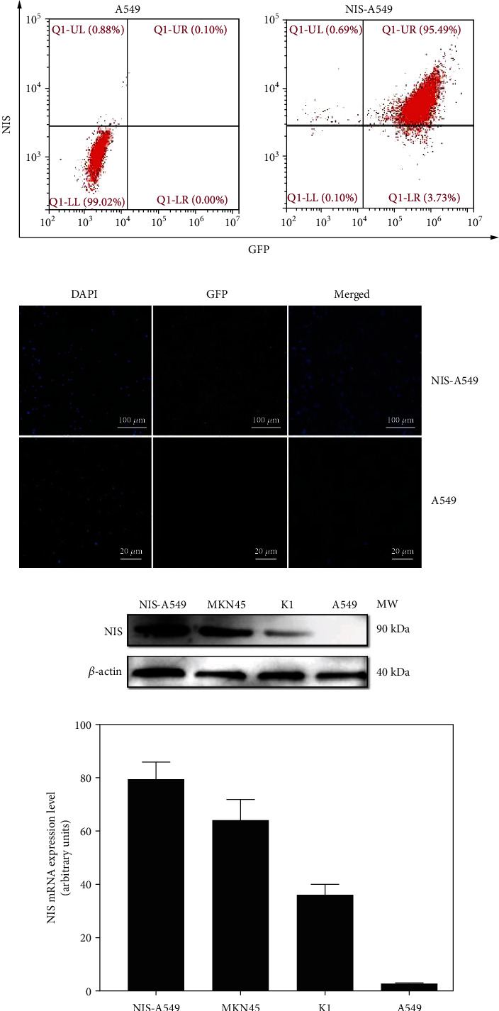 Evaluation of [<sup>18</sup>F]tetrafluoroborate as a Potential PET Imaging Agent in a Sodium Iodide Symporter-Transfected Cell Line A549 and Endogenous NIS-Expressing Cell Lines MKN45 and K1.