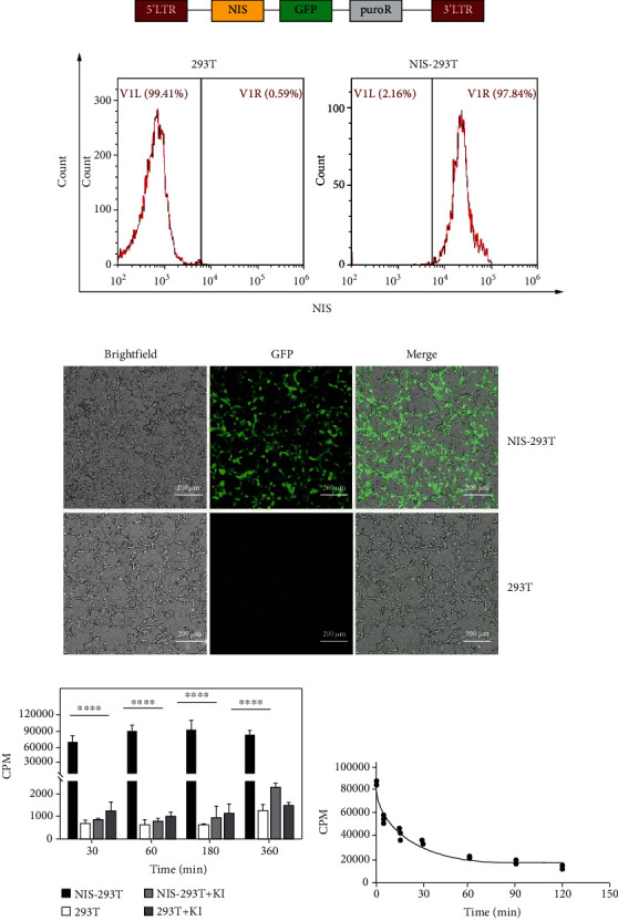 Evaluation of [<sup>18</sup>F]tetrafluoroborate as a Potential PET Imaging Agent in a Sodium Iodide Symporter-Transfected Cell Line A549 and Endogenous NIS-Expressing Cell Lines MKN45 and K1.