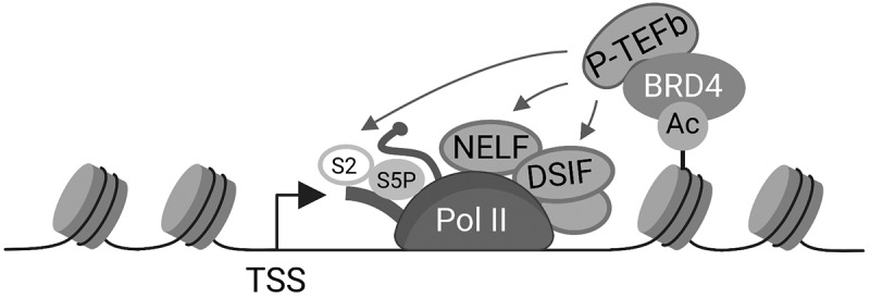 BRD4: a general regulator of transcription elongation.