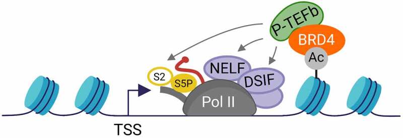 BRD4: a general regulator of transcription elongation.