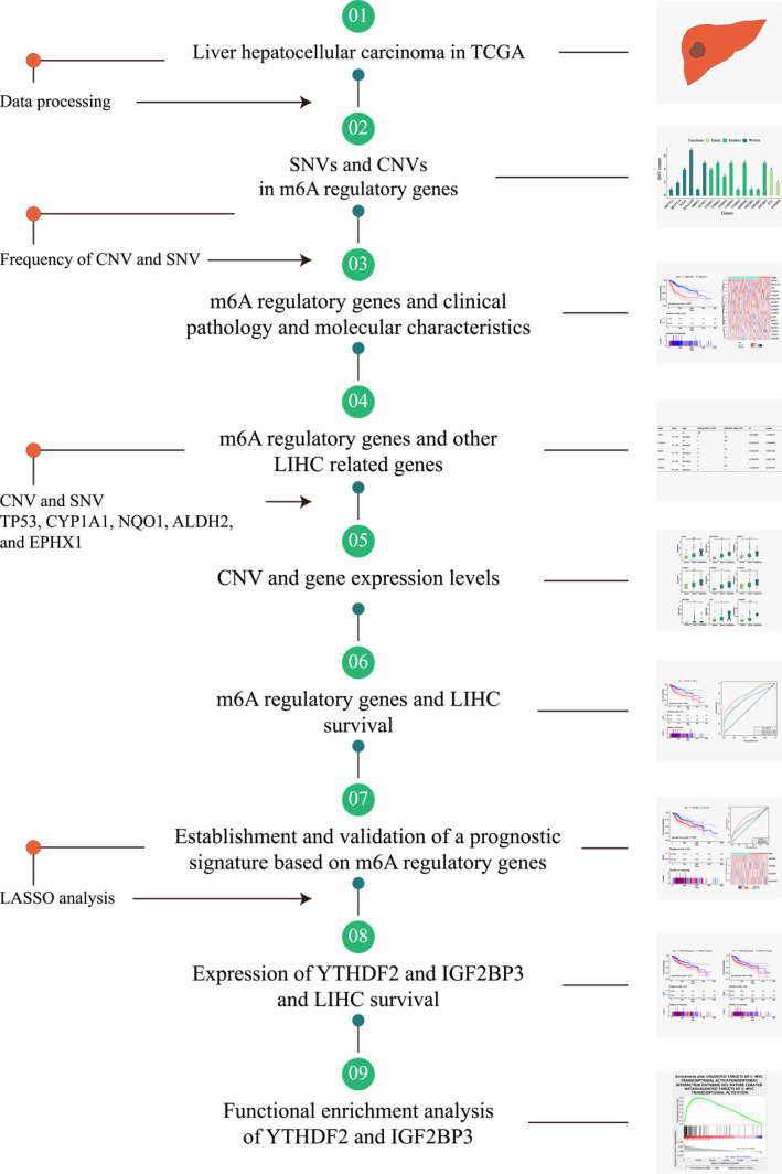 A novel m6A-related prognostic signature for predicting the overall survival of hepatocellular carcinoma patients.