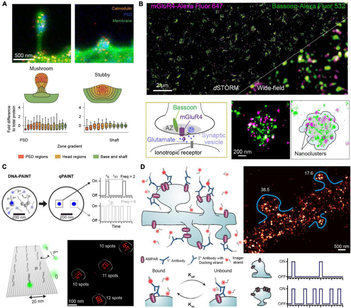 Quantitative Imaging With DNA-PAINT for Applications in Synaptic Neuroscience.