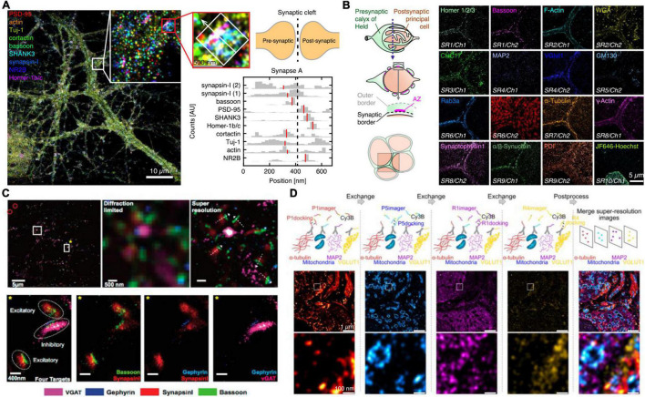 Quantitative Imaging With DNA-PAINT for Applications in Synaptic Neuroscience.