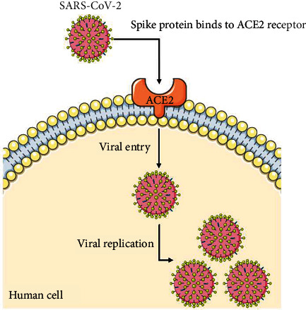 Ocular Distribution of the Renin-Angiotensin-Aldosterone System in the Context of the SARS-CoV-2 Pandemic.