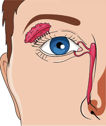 Ocular Distribution of the Renin-Angiotensin-Aldosterone System in the Context of the SARS-CoV-2 Pandemic.