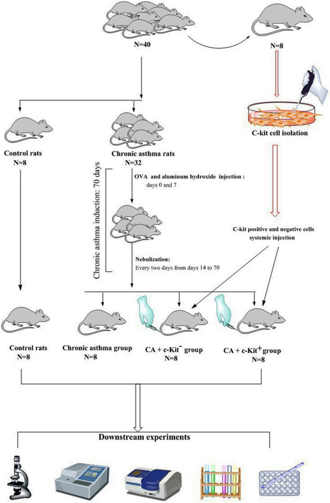 Systemic administration of c-Kit<sup>+</sup> cells diminished pulmonary and vascular inflammation in rat model of chronic asthma.