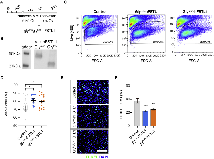 Follistatin-like 1 promotes proliferation of matured human hypoxic iPSC-cardiomyocytes and is secreted by cardiac fibroblasts.