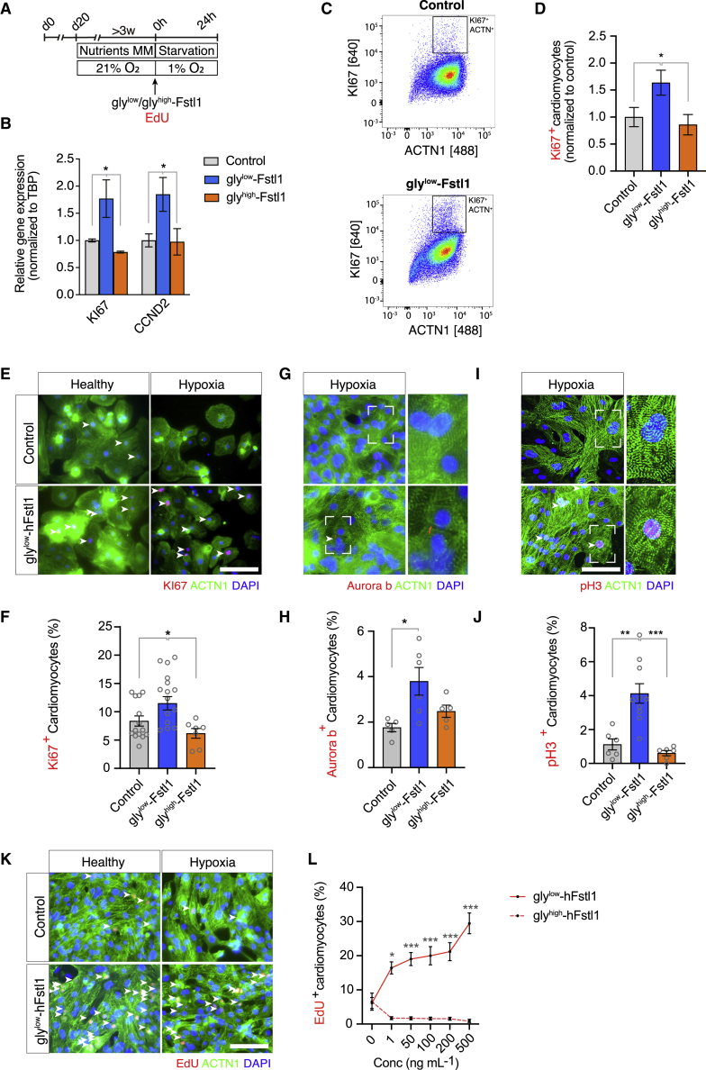 Follistatin-like 1 promotes proliferation of matured human hypoxic iPSC-cardiomyocytes and is secreted by cardiac fibroblasts.
