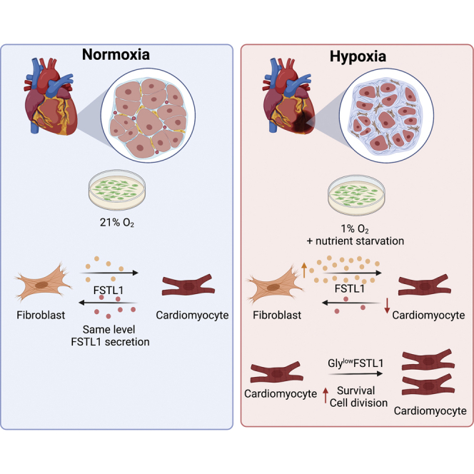 Follistatin-like 1 promotes proliferation of matured human hypoxic iPSC-cardiomyocytes and is secreted by cardiac fibroblasts.