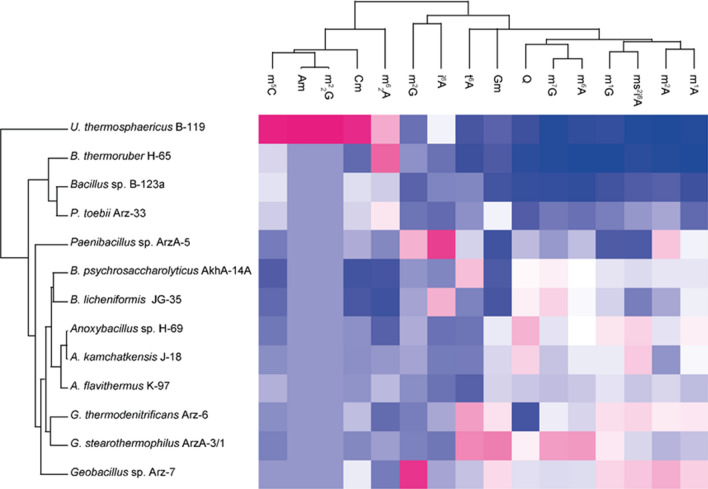 tRNA modification profiles in obligate and moderate thermophilic bacilli.