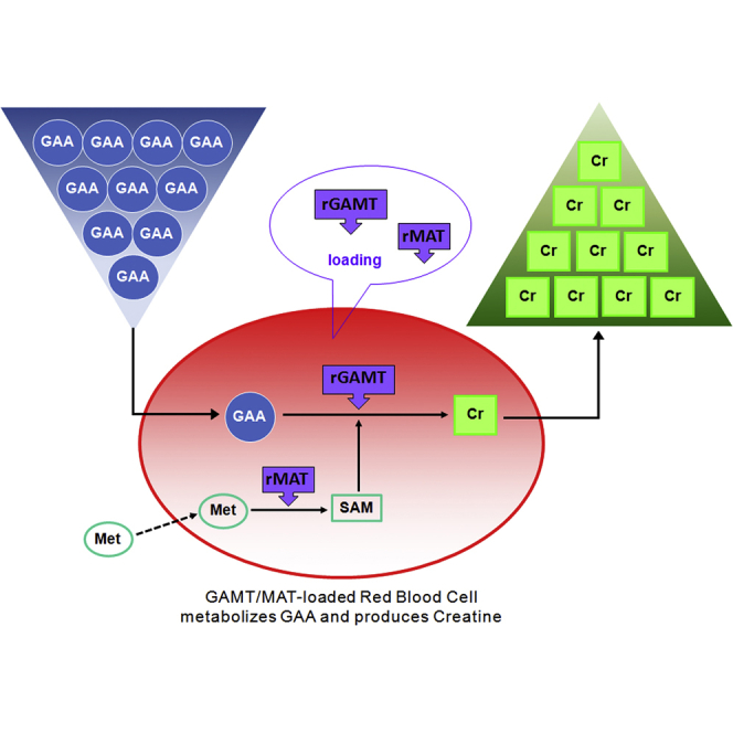 Engineering new metabolic pathways in isolated cells for the degradation of guanidinoacetic acid and simultaneous production of creatine.