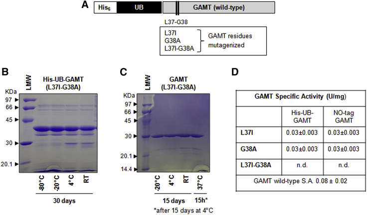 Engineering new metabolic pathways in isolated cells for the degradation of guanidinoacetic acid and simultaneous production of creatine.