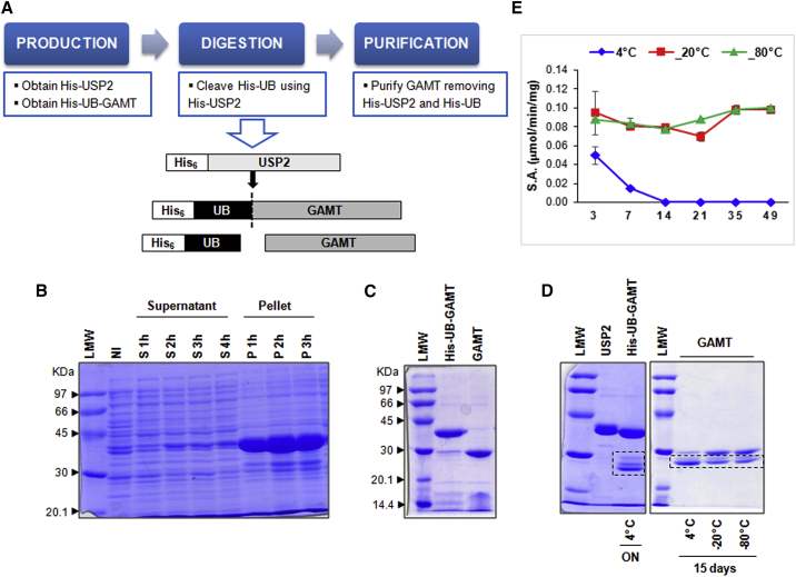 Engineering new metabolic pathways in isolated cells for the degradation of guanidinoacetic acid and simultaneous production of creatine.