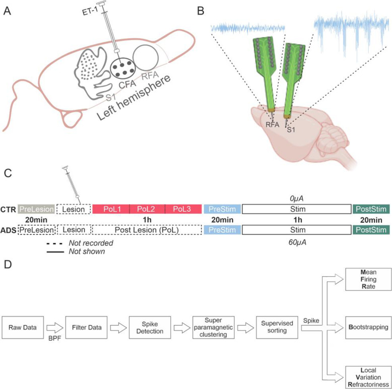 The impact of closed-loop intracortical stimulation on neural activity in brain-injured, anesthetized animals.