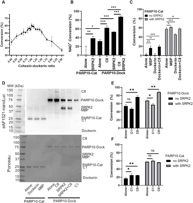 Protein engineering approach to enhance activity assays of mono-ADP-ribosyltransferases through proximity.