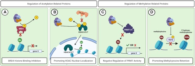 PP2A and cancer epigenetics: a therapeutic opportunity waiting to happen.