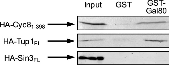 Transcriptional repressor Gal80 recruits corepressor complex Cyc8-Tup1 to structural genes of the Saccharomyces cerevisiae GAL regulon.