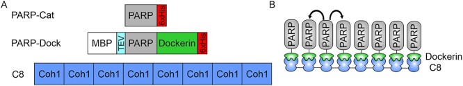 Protein engineering approach to enhance activity assays of mono-ADP-ribosyltransferases through proximity.