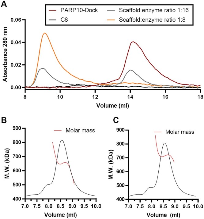 Protein engineering approach to enhance activity assays of mono-ADP-ribosyltransferases through proximity.