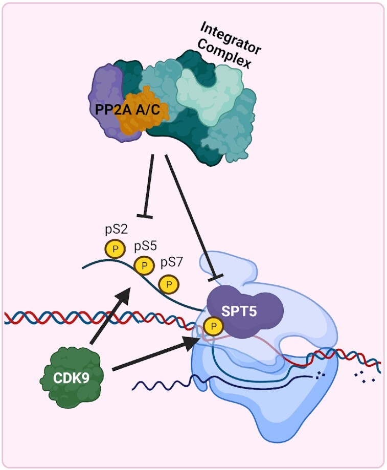 PP2A and cancer epigenetics: a therapeutic opportunity waiting to happen.