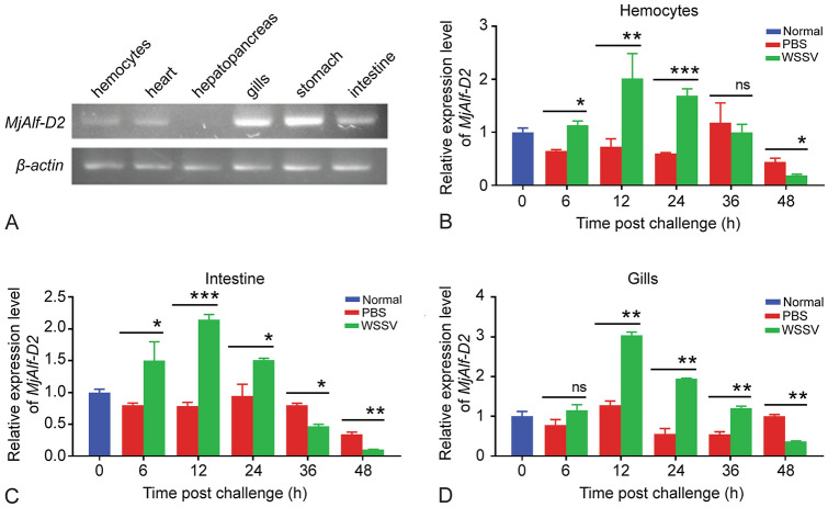 Anti-lipopolysaccharide factor D from kuruma shrimp exhibits antiviral activity.