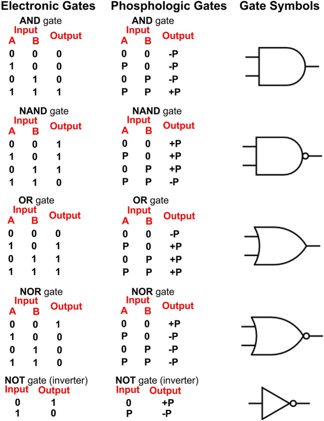 Is DNA repair controlled by a biological logic circuit?