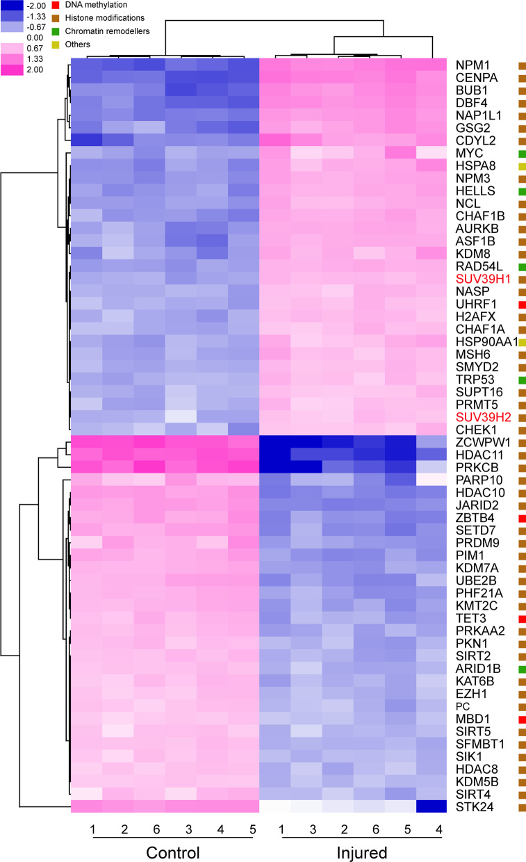 SUV39H1 regulates corneal epithelial wound healing via H3K9me3-mediated repression of p27.