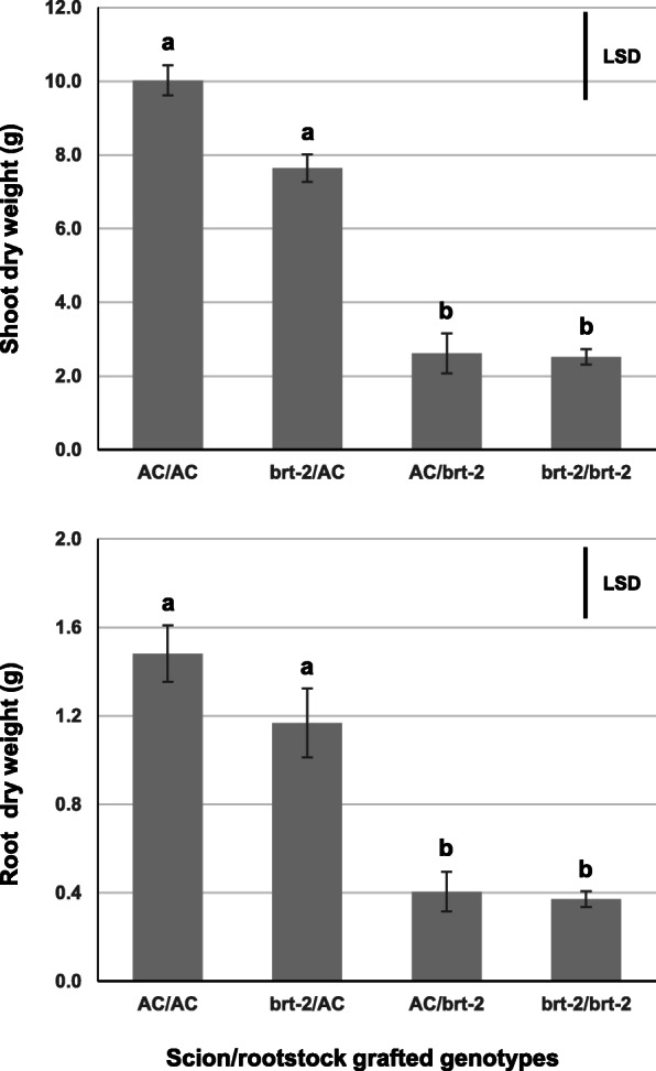 Missense mutation of a class B heat shock factor is responsible for the tomato bushy root-2 phenotype.