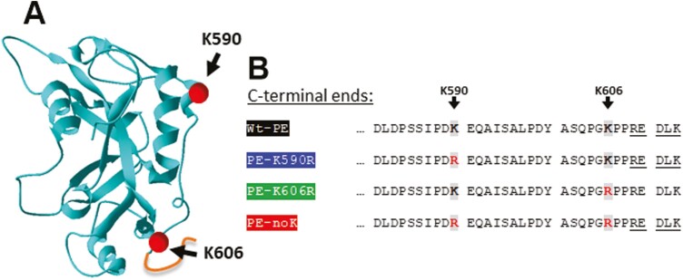 Reduced cytotoxicity by mutation of lysine 590 of <i>Pseudomonas</i> exotoxin can be restored in an optimized, lysine-free immunotoxin.