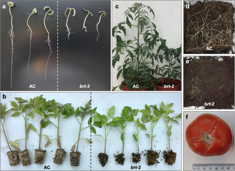 Missense mutation of a class B heat shock factor is responsible for the tomato bushy root-2 phenotype.