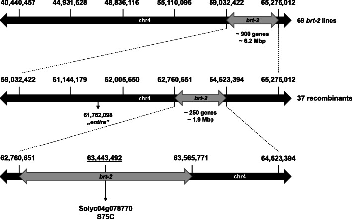 Missense mutation of a class B heat shock factor is responsible for the tomato bushy root-2 phenotype.