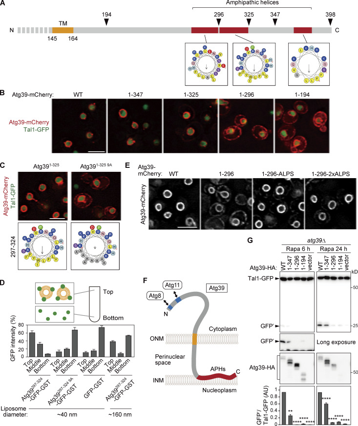 Atg39 links and deforms the outer and inner nuclear membranes in selective autophagy of the nucleus.