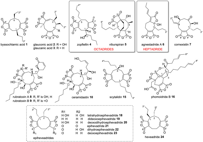 In silico analyses of maleidride biosynthetic gene clusters.